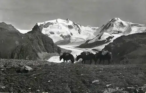 Postcard Switzerland Zermatt Schwarzsee
