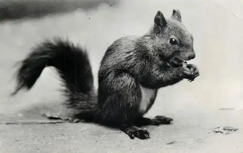 Postcard Switzerland animal squirrel Davos 1963