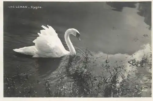 Postcard Switzerland Lac Leman Cycgne
