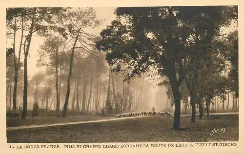 France cpa la douce France pins et chenes lieges bordant la route de Leon
