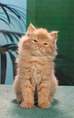 Red Persian Cat
