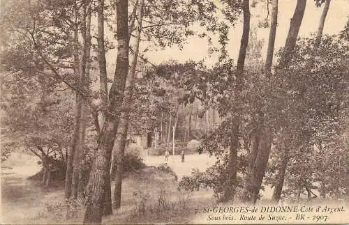 France St Georges de Didonne Cote d'Argent Sous bois Route de Suzac