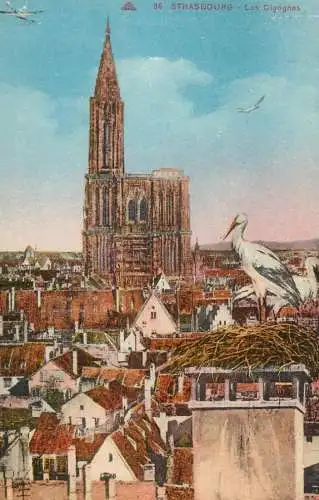France Strasbourg les cigognes