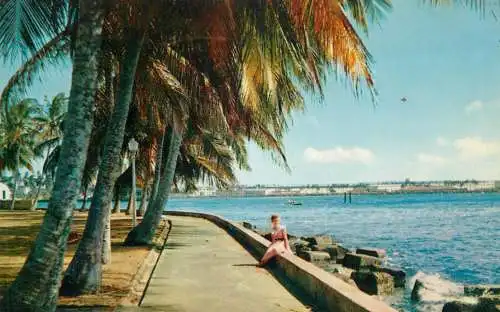 Panama Colon palm-lined promnenade
