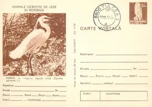 Postal stationery postcard Romania egreta egretta garzetta