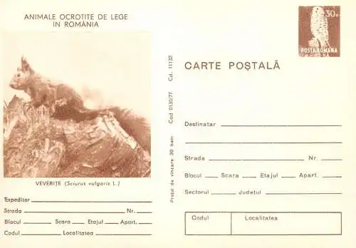 Postal stationery postcard Romania squirell sciurus vulgaris 1979