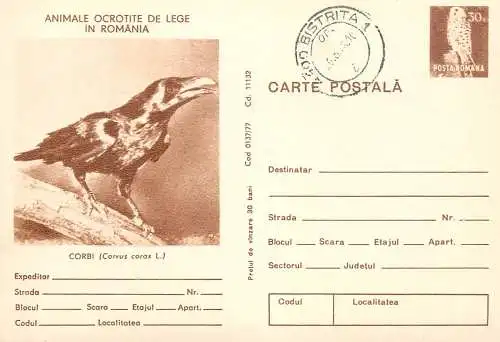 Postal stationery postcard Romania raven corvus corax