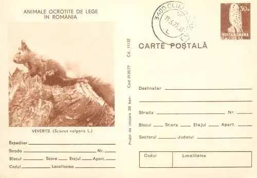 Postal stationery postcard Romania squirell sciurus vulgaris 1979