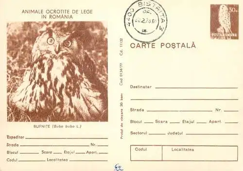 Postal stationery postcard Romania owl bird bubo bubo
