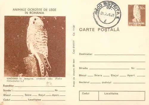 Postal stationery postcard Romania falcon bird falco tinnunculus 1978