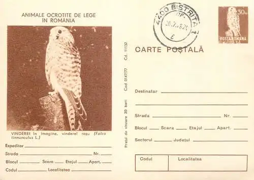 Postal stationery postcard Romania falcon bird falco tinnunculus 1978