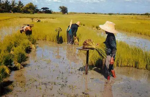 Thailand Thai farmers pull Rice Sprout for transplanting on the Rice Fields