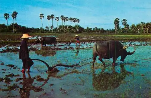 Thailand Thai farmers plough the Rive Fields with Buffalos