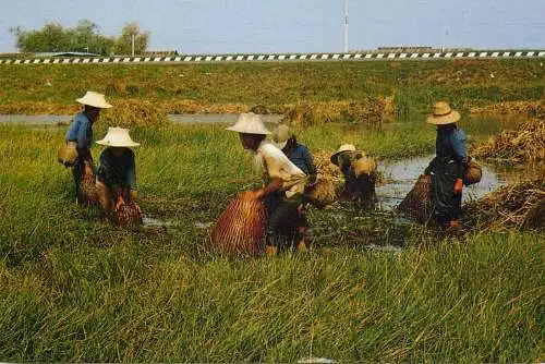 Thailand Thai farmers fishing types and scenes