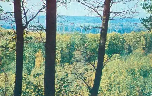 Picturesque forest scenery detail aspect place to identify