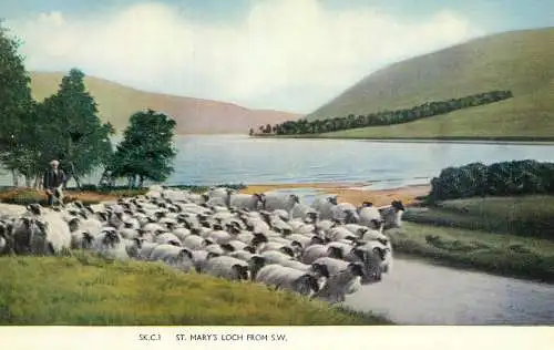 Scotland St Mary's Loch shepherd with flock