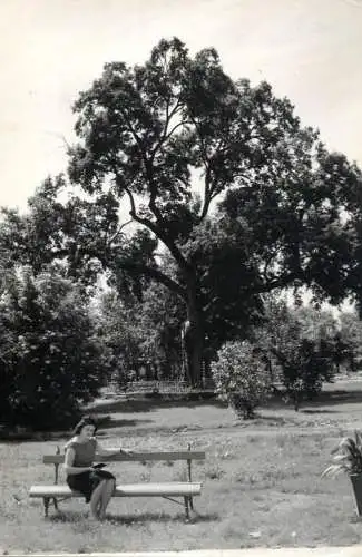 Hungary Gyula Erkel tree