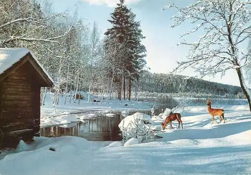 Sweden Dalarna Dalecarlia winter scenery deer animal types and scenes