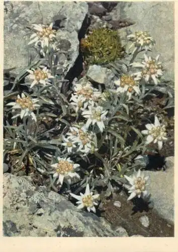 Blumen flowers fleurs edelweiss