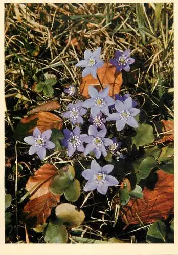 Blumen flowers fleurs Ranunculaceae Hepatica triloba