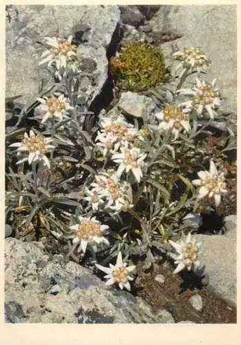Blumen flowers fleurs Compositae edelweiss