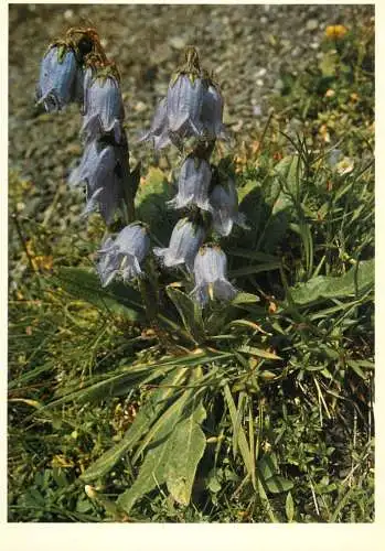 Blumen flowers fleurs Campanulaceae bearded campanula
