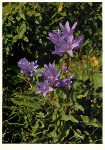 Blumen flowers fleurs Campanulacaea Clustered campanula