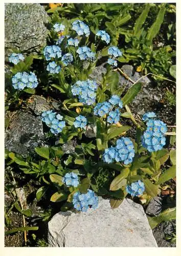 Blumen flowers fleurs Boraginaceae Myosotis silvatica wood forget me not