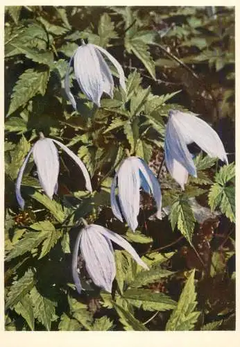 Blumen flowers fleurs Ranunculaceae Clematis Alpina clematide alpina