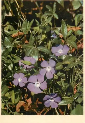 Blumen flowers fleurs Apocynaceae Vinca Minor L lesser Periwinkle