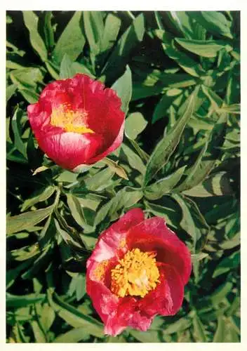 Blumen flowers fleurs Ranunculaceae Peonia Peony