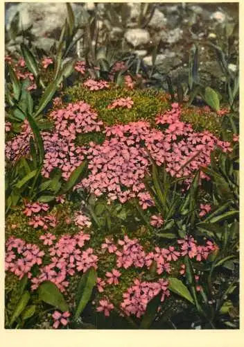 Blumen flowers fleurs Caryophyllaceae moss campion