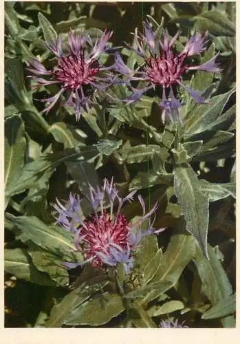 Blumen flowers fleurs Compositae Mountain Knapweed