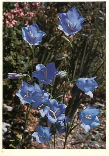 Blumen flowers fleurs Campanulaceae peach leaved campanula