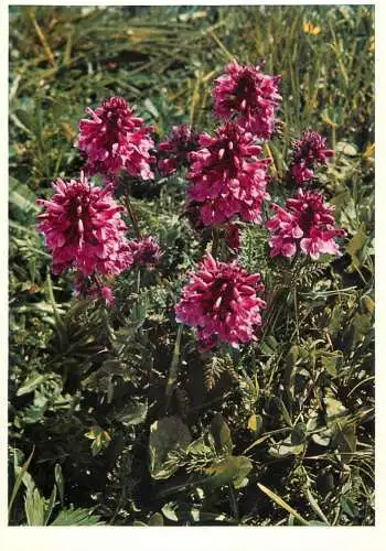 Blumen flowers fleurs Scrophulariaceae Lousewort