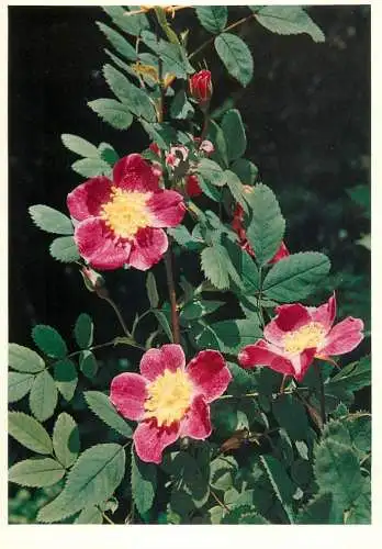 Blumen flowers fleurs Rosaceae Rosa Pendulina Alpine Eglantine