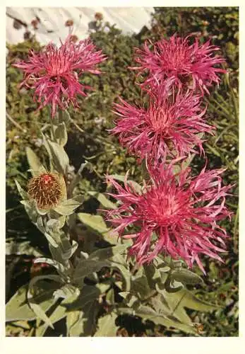 Blumen flowers fleurs Compositae centaurea nervosa willd knapweed
