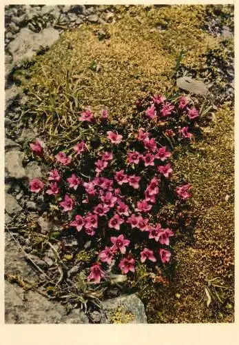 Blumen flowers fleurs Saxifragaceae Saxifrage