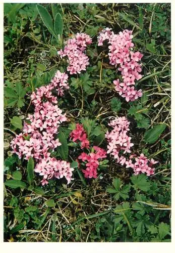 Blumen flowers fleurs Thymelaceae Daphne Cneorum