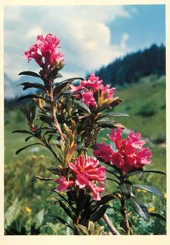 Blumen flowers fleurs Ericaceae Alpine Rose