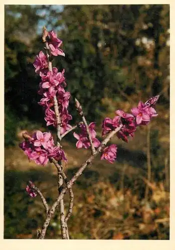 Blumen flowers fleurs Thymelaeaceae Daphne Mezereum dafne Mezereon