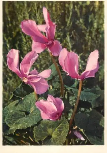 Blumen flowers fleurs Zyklamen Ciclamini