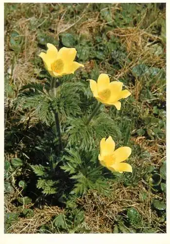 Blumen flowers fleurs Ranunculaceae Sulphur Windflower