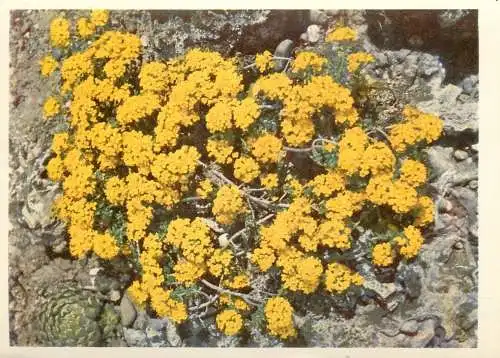 Blumen flowers fleurs Cruciferae Alpine Alison