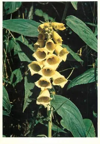 Blumen flowers fleurs Scrophulariaceae Floxglove
