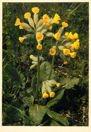 Blumen flowers fleurs primulaceae cowslip