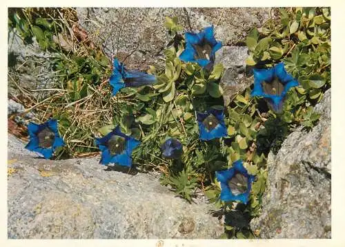 Blumen flowers fleurs Gentianaceae alpine gentian