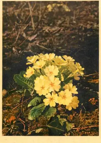 Blumen flowers fleurs primulaceae common primrose