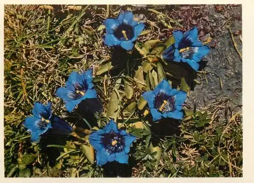 Blumen flowers fleurs gentianaceae spring gentian