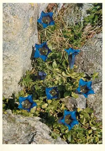 Blumen flowers fleurs gentianaceae alpine gentian